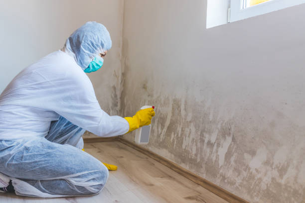 Licensed Mold Removal service in Hillsboro, TX - Mold Remediation HQ